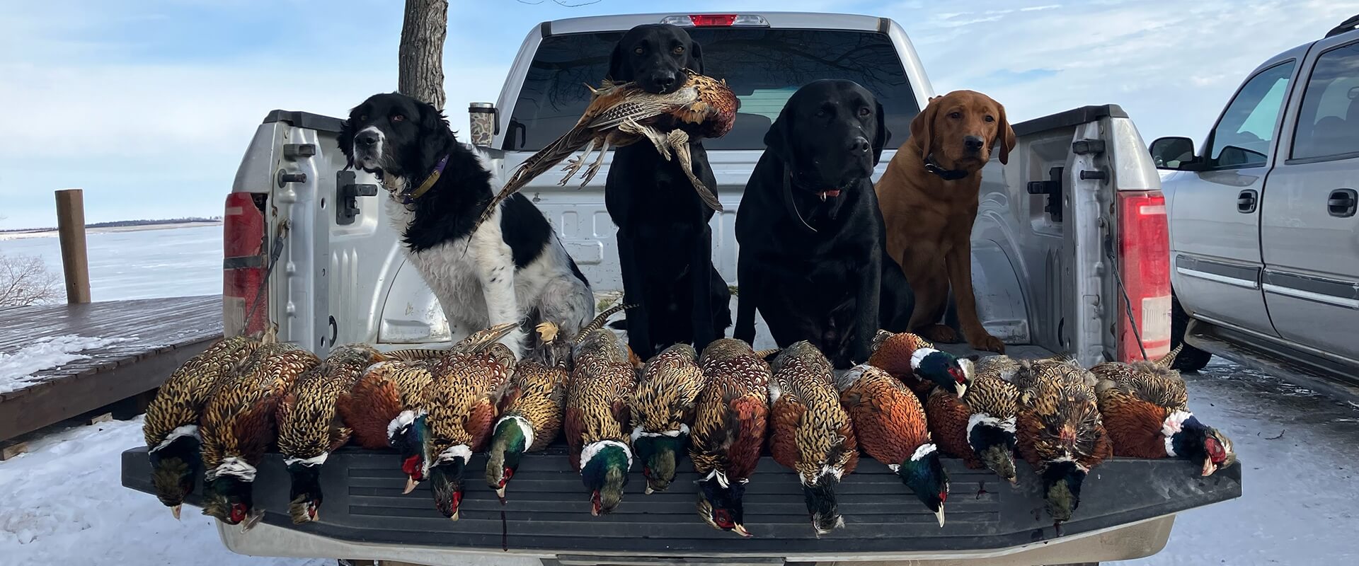 South Dakota Pheasant Hunting