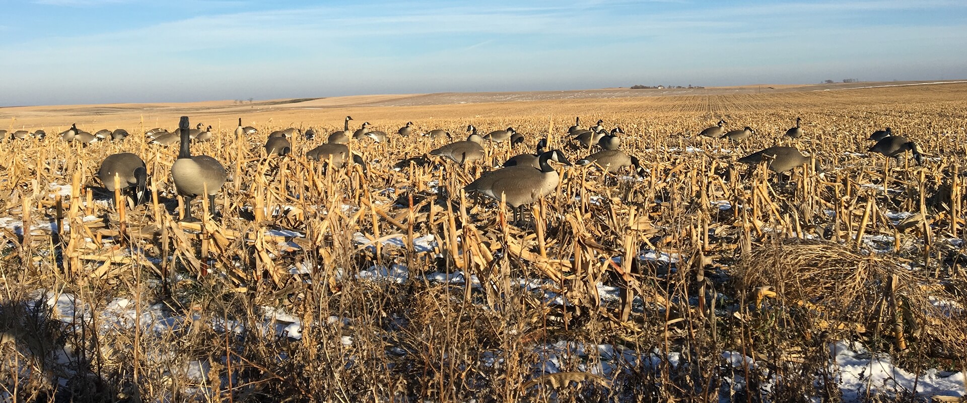 South Dakota Waterfowl Hunting