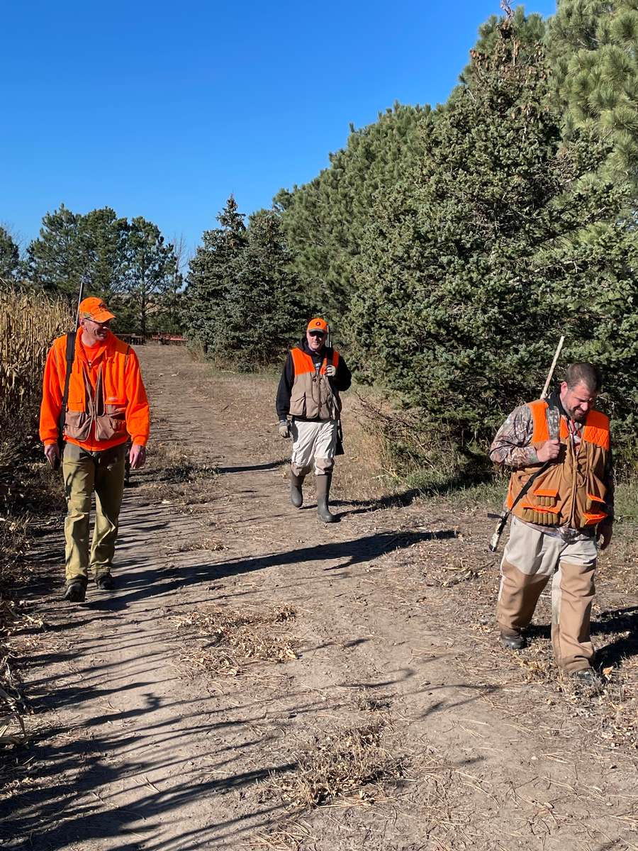 Pheasant Hunting Photo