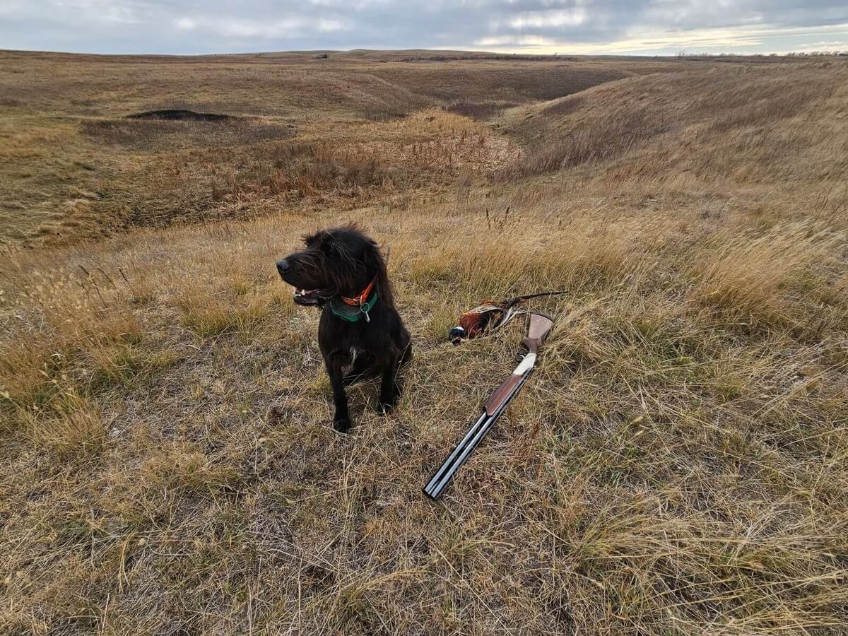 Unguided/Self-Guided Land Access Pheasant Hunts